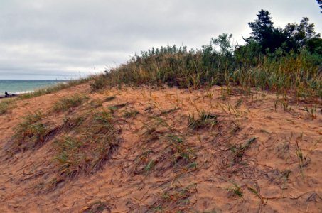 Dune Habitat