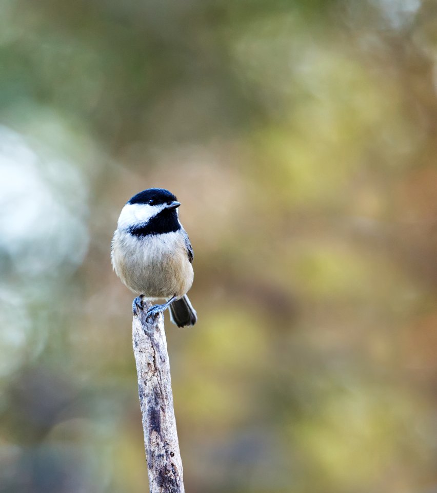 Carolina Chickadee photo