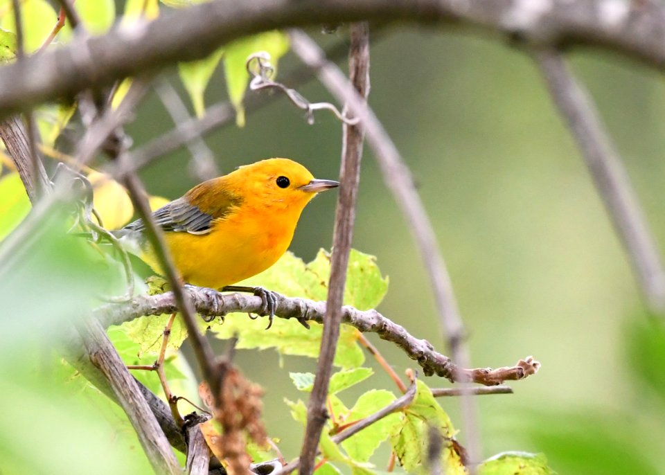 Prothonotary Warbler