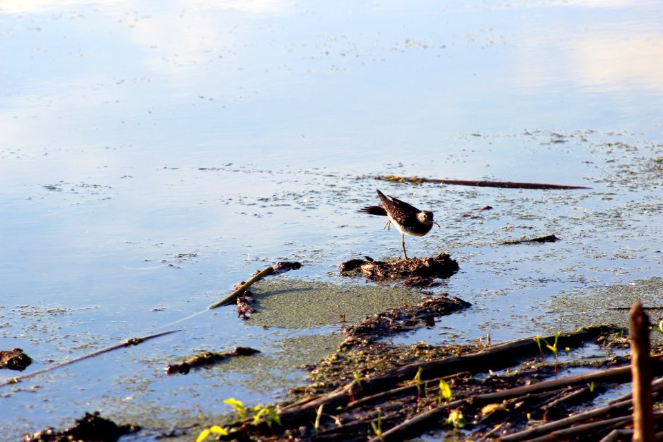 Shorebird Showoff