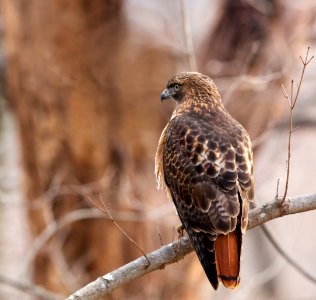 Red-tailed Hawk photo