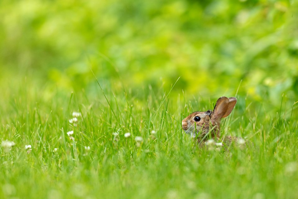 Eastern Cottontail
