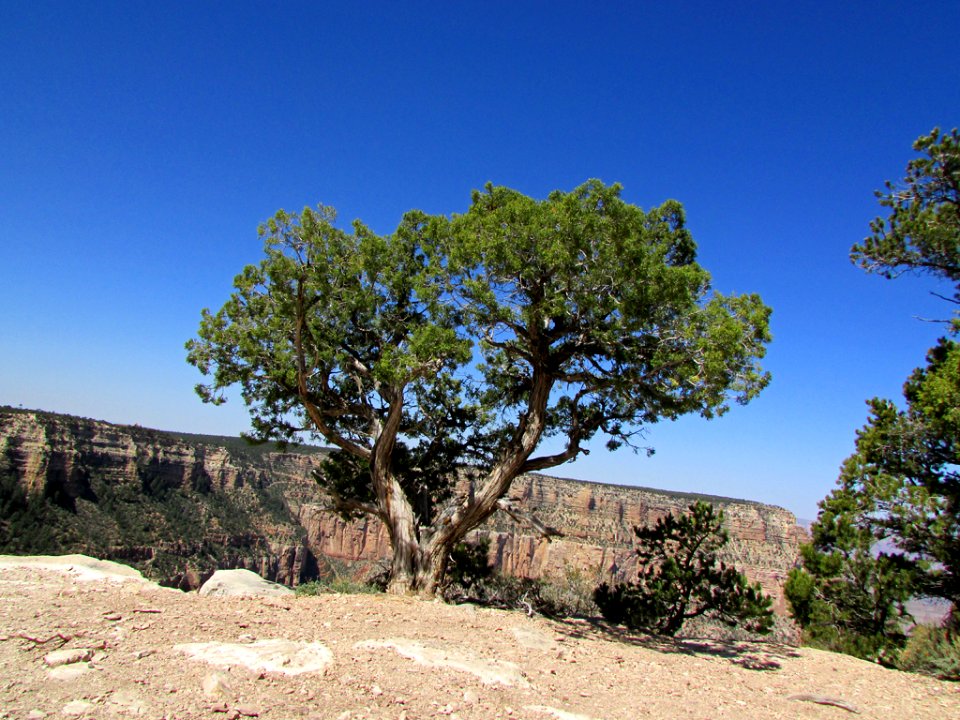 Grand Canyon NP in AZ