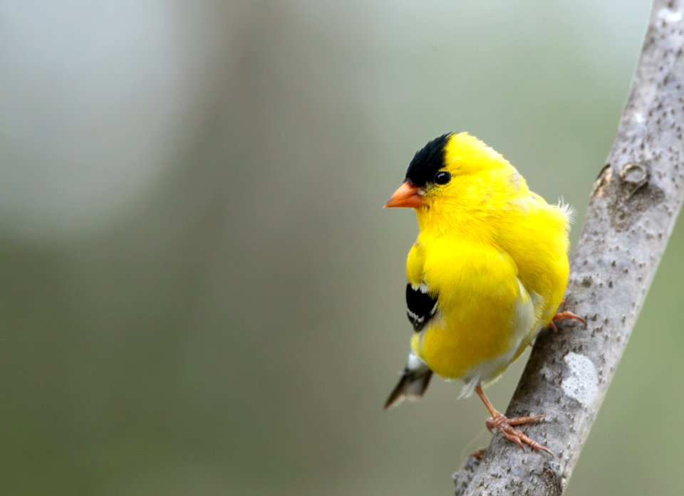 American Goldfinch