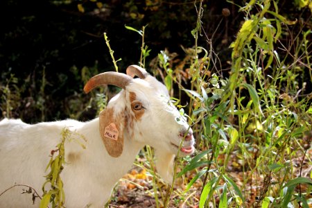 Goat Grazing photo