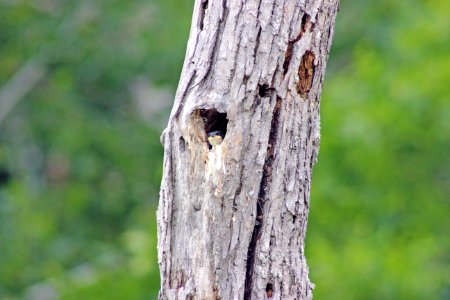 Young Tree Swallow photo