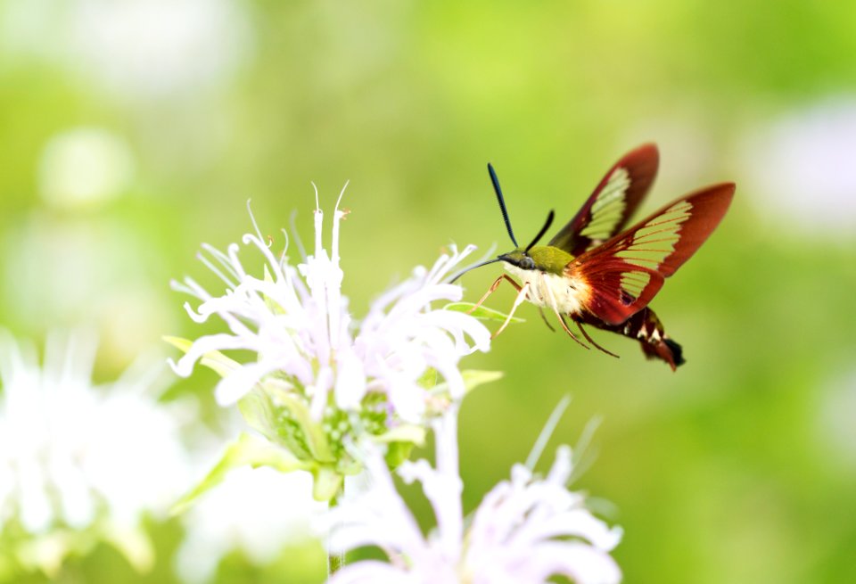Clearwing Hummingbird Moth