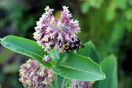 Bees on Common Milkweed photo