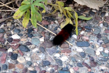 Woolly Bear Caterpillar photo