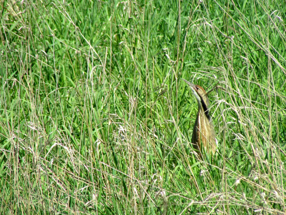 American Bittern at Steigerwald Lake NWR in WA