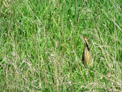 American Bittern at Steigerwald Lake NWR in WA