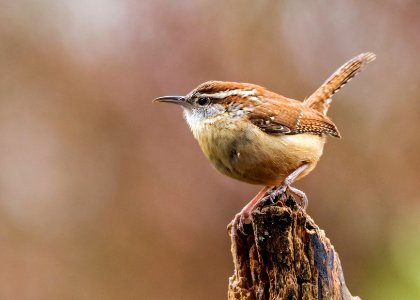 Carolina Wren photo