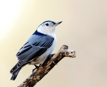 White-breasted Nuthatch