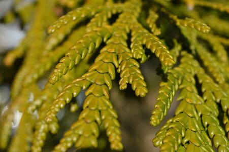 Needles branch decoration