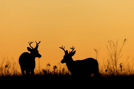 White-tailed Deer- Bucks photo