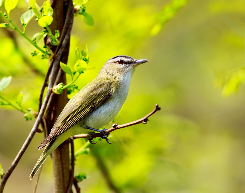 Red-eyed Vireo
