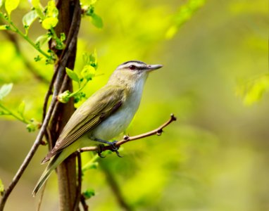 Red-eyed Vireo
