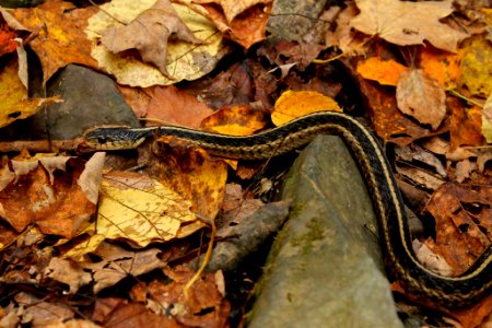Garter Snake photo