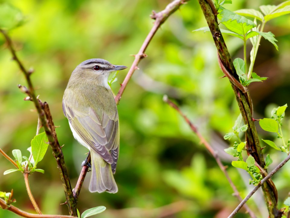 Red-eyed Vireo