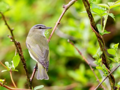 Red-eyed Vireo