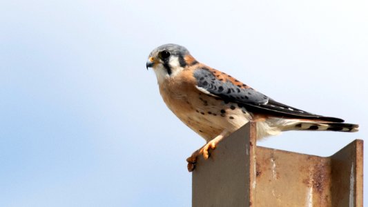 American Kestrel photo