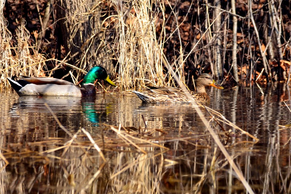 Mallard Pair photo