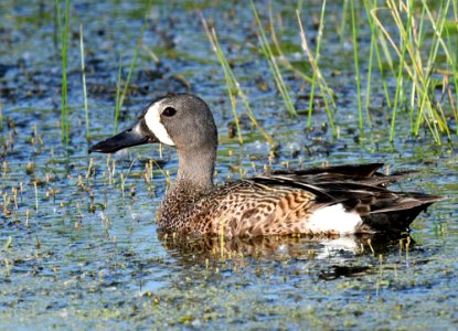 Blue-winged teal photo