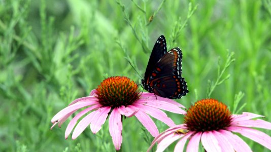 Red-spotted Purple Butterfly photo