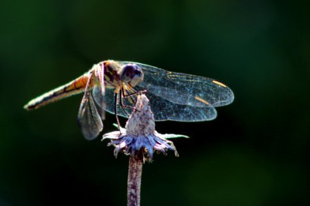 Female Blue Dasher Dragonfly photo