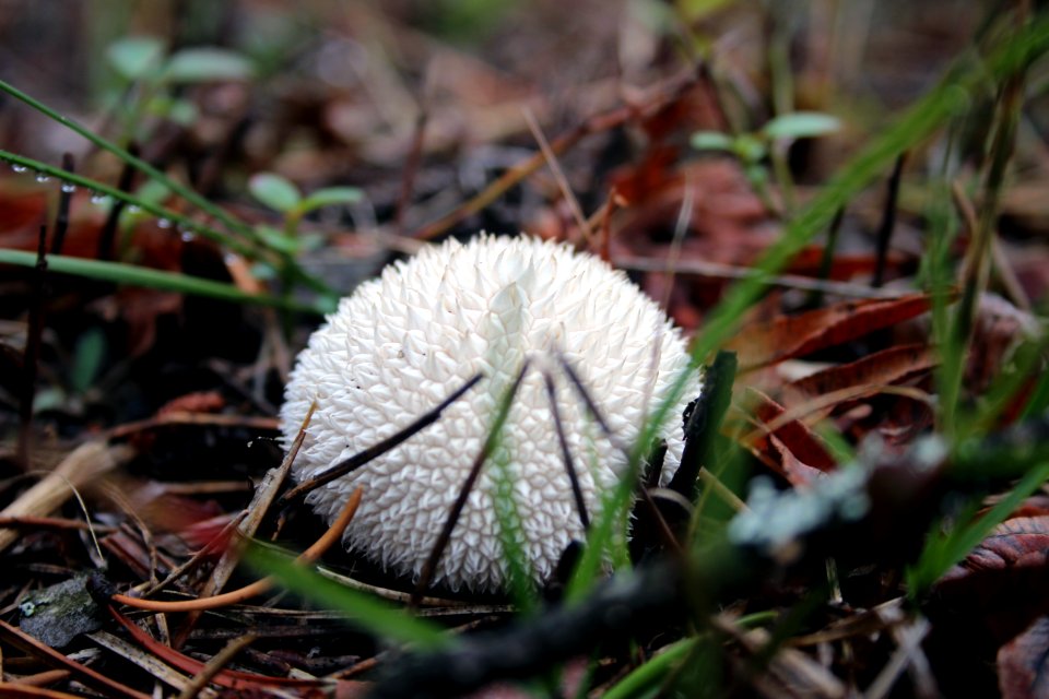 Spiny Puffball Mushroom
