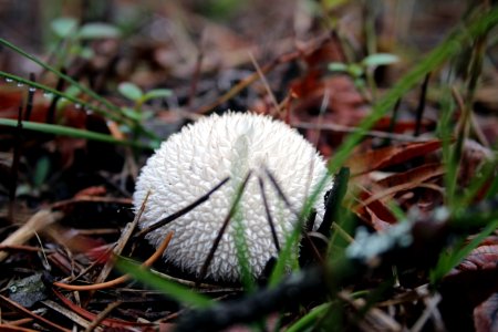 Spiny Puffball Mushroom