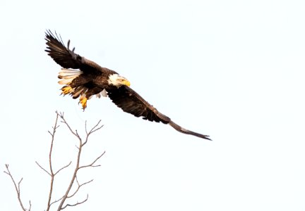 Bald Eagle photo