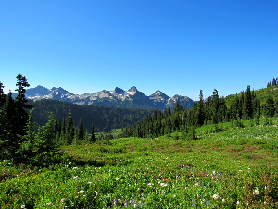 Wildflowers on Skyline Trail at Mt. Rainier NP in WA