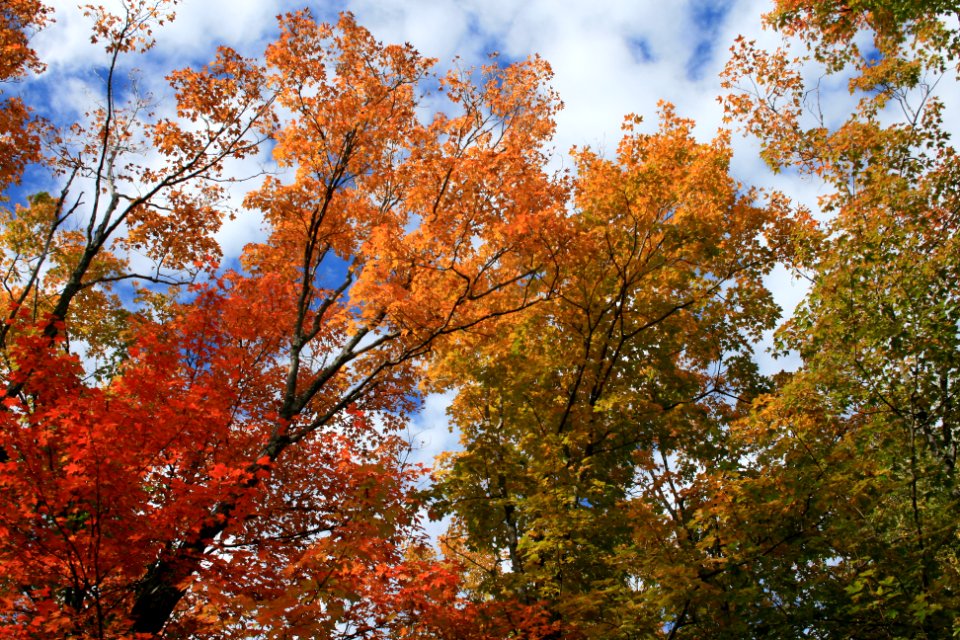 Fall colors photo