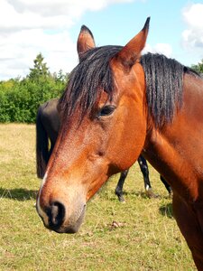 Eyes friendly equestrian photo