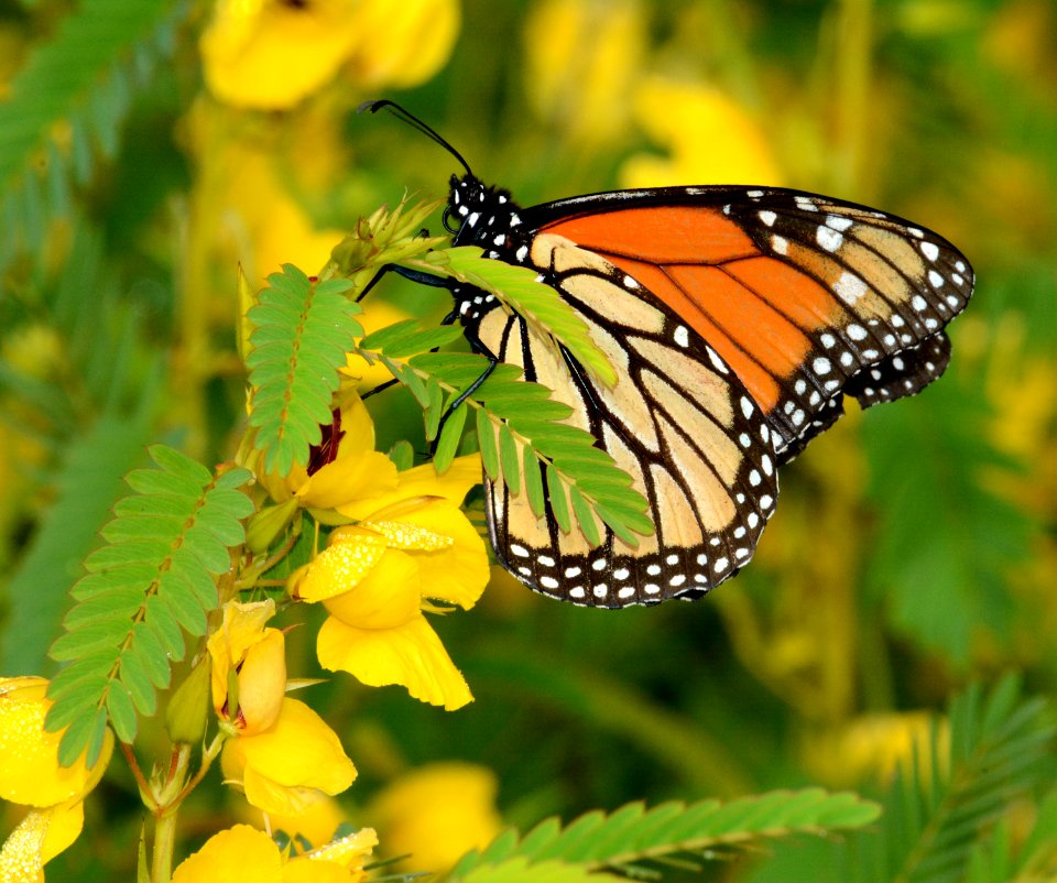 Monarch partridge pea