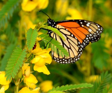 Monarch partridge pea