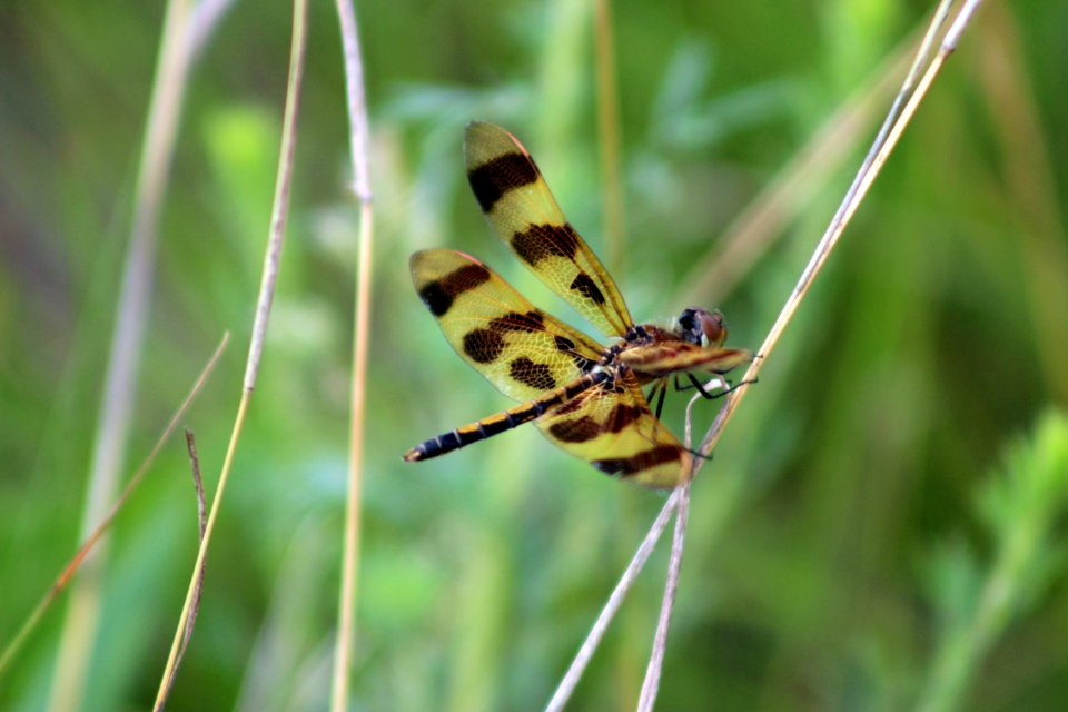 Halloween Pennant