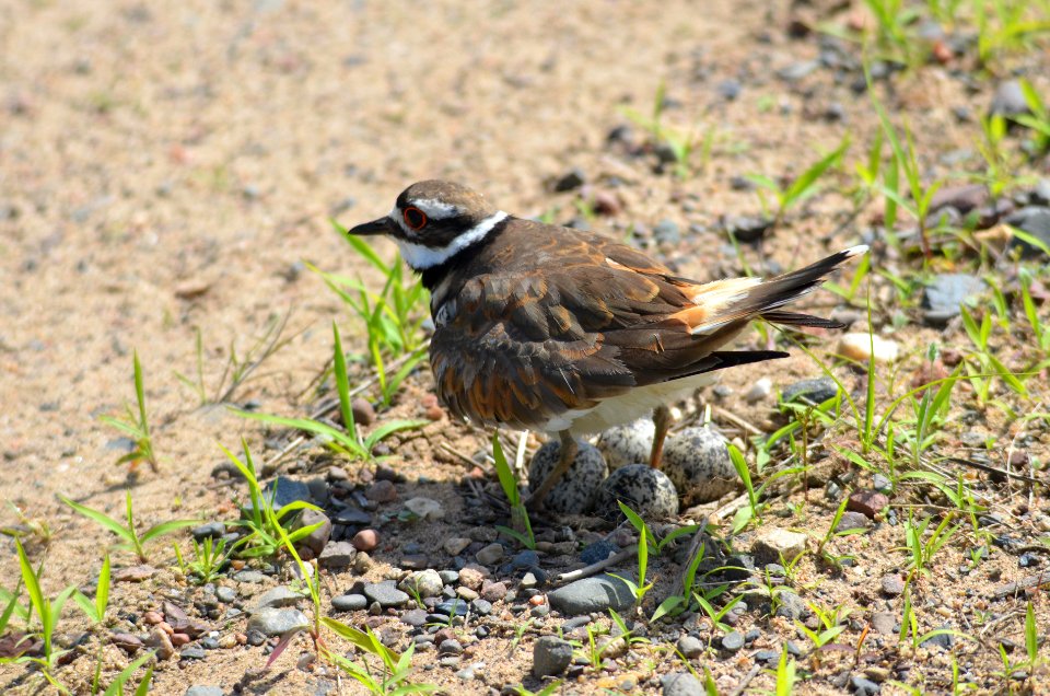Killdeer Protecting Her Nest