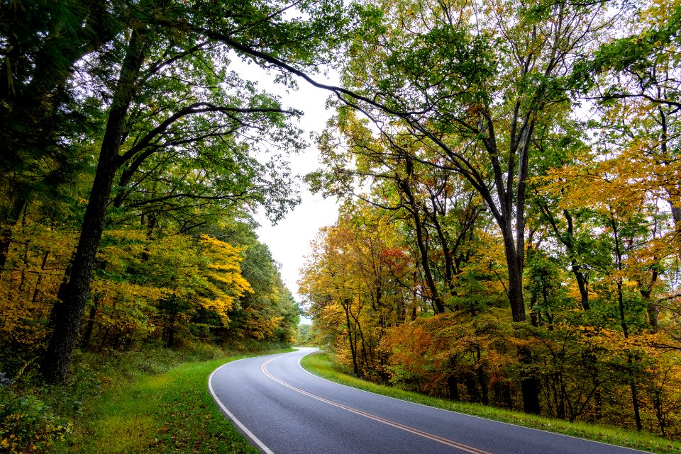 Greens and Yellow