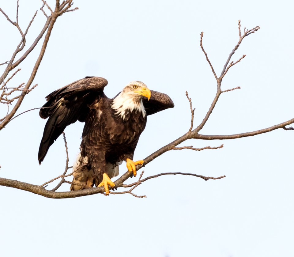 Bald Eagle