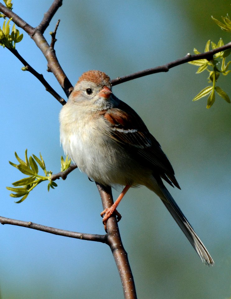 Field Sparrow in Ingham County, MI