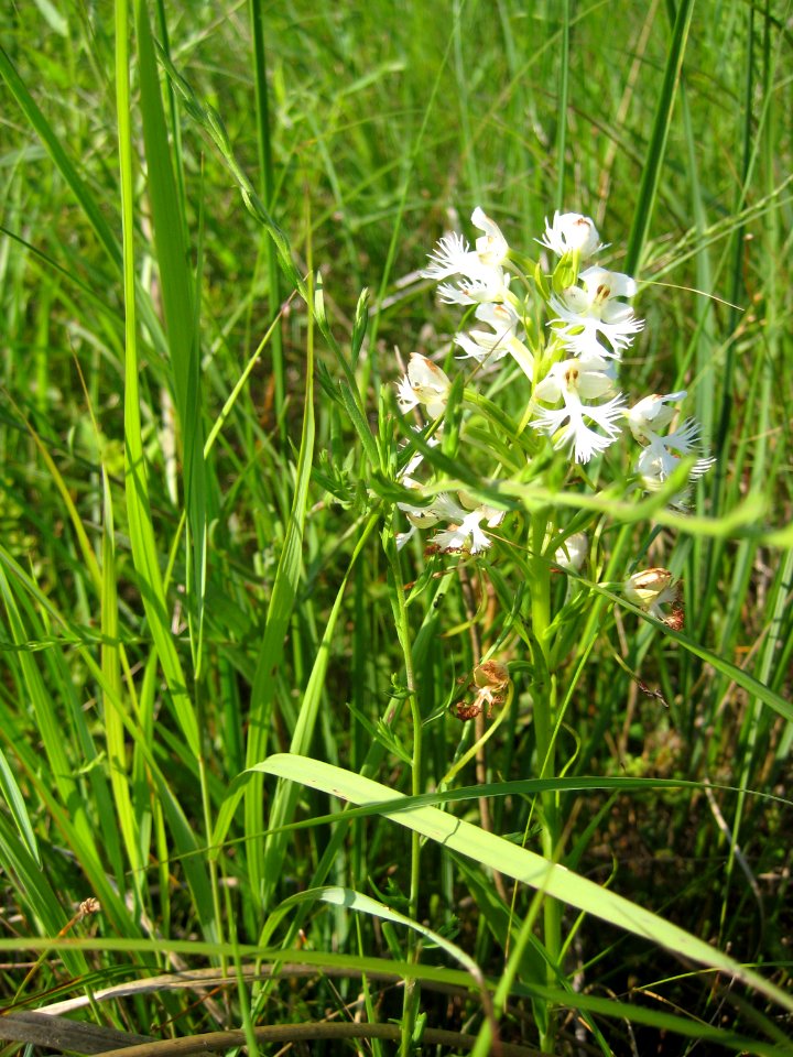 Eastern Prairie Fringed Orchid