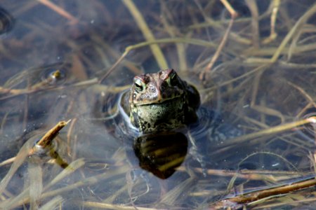 American Toad