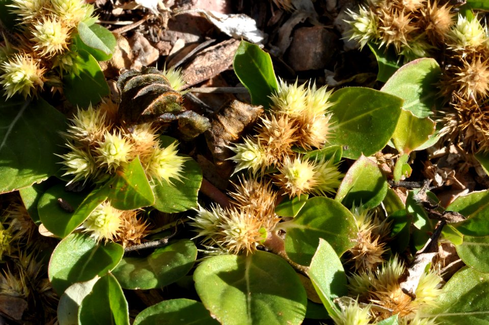 Khaki Weed, Alternanthera pungens
