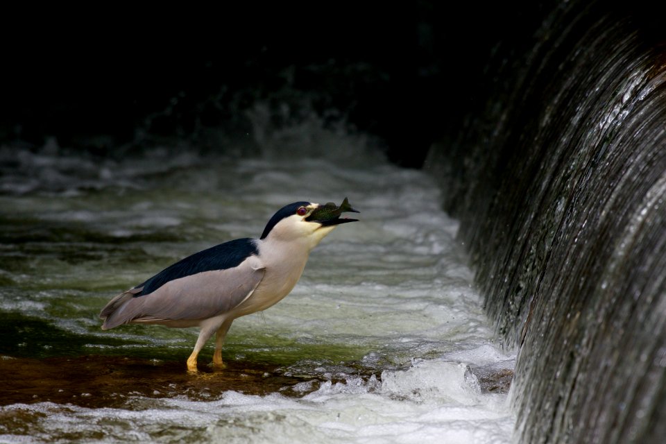 Black-crowned Night-heron