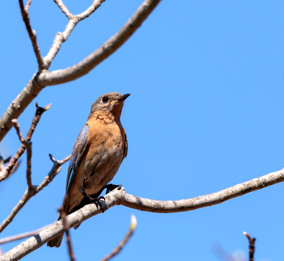 Eastern Bluebird (female)