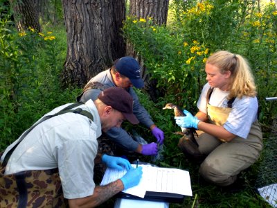 Banding Ducks at Minnesota Valley National Wildlife Refuge