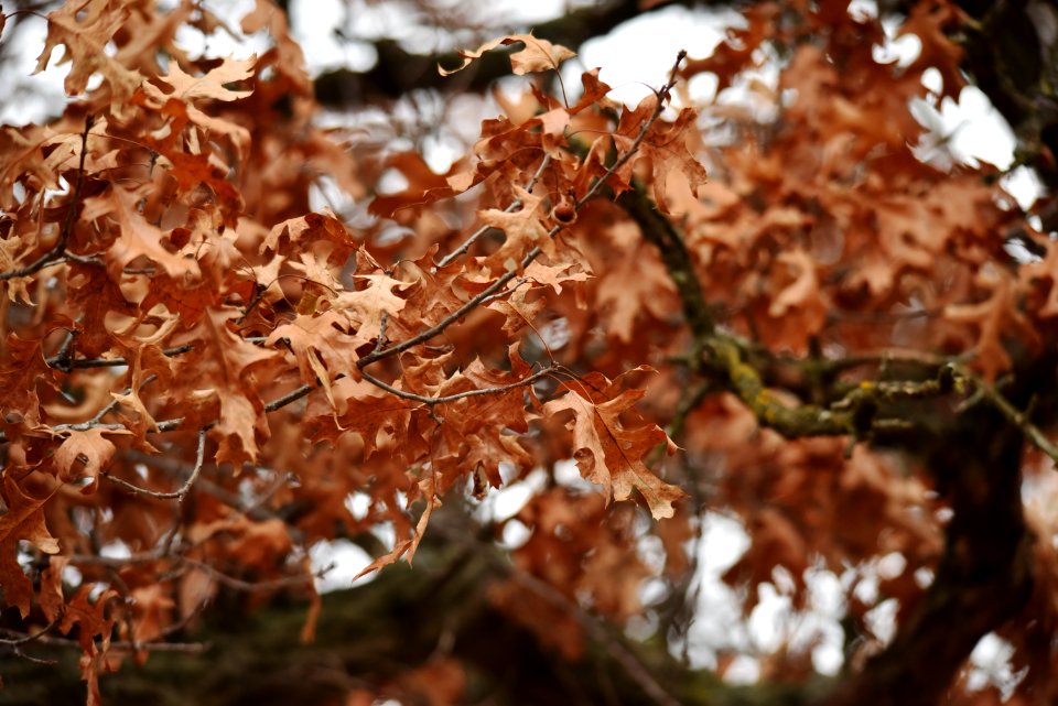 Oak leaves at Crane Meadows National Wildlife Refuge