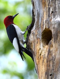 Red-headed woodpecker photo